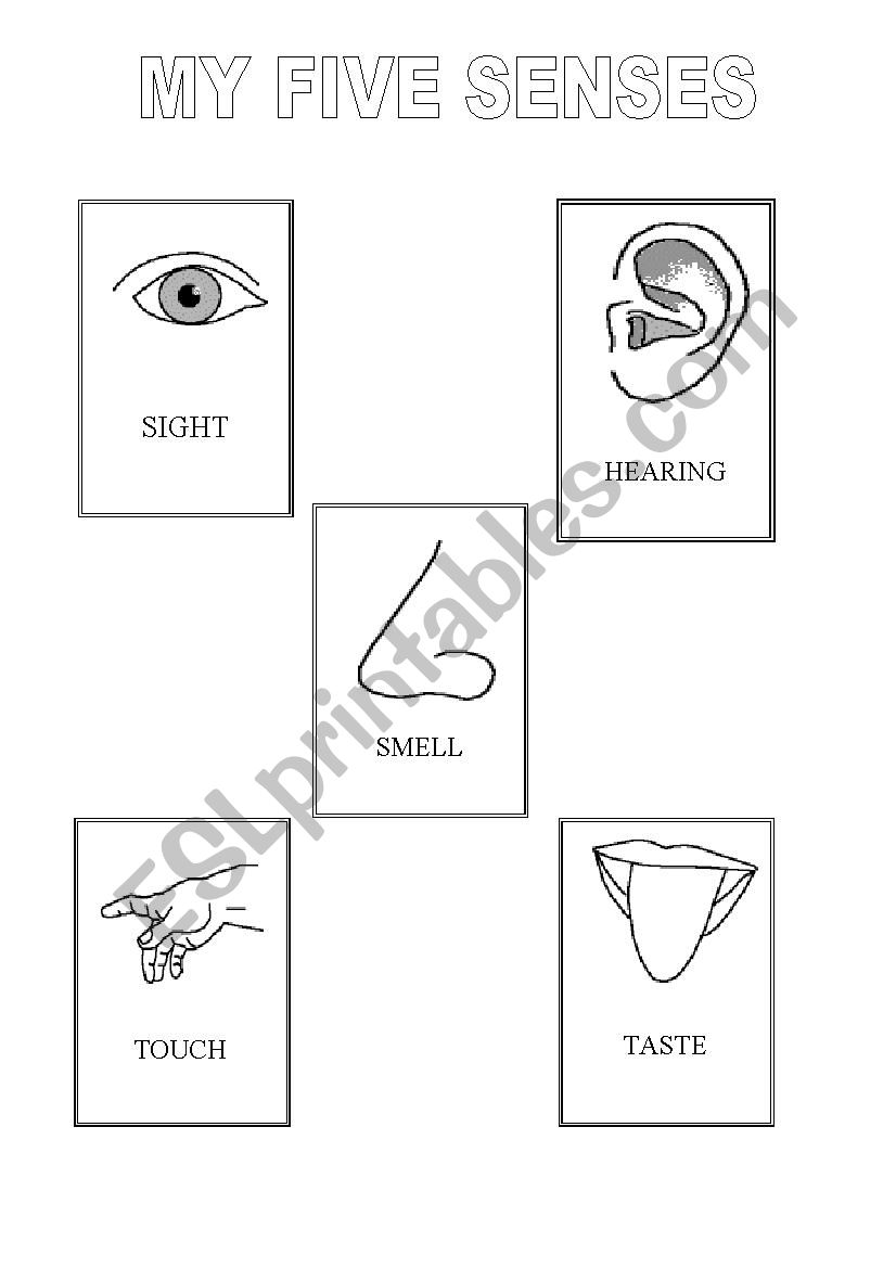 picture dictionary five senses