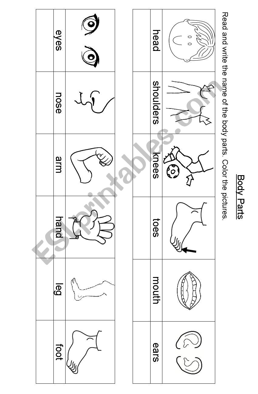 Body Parts worksheet