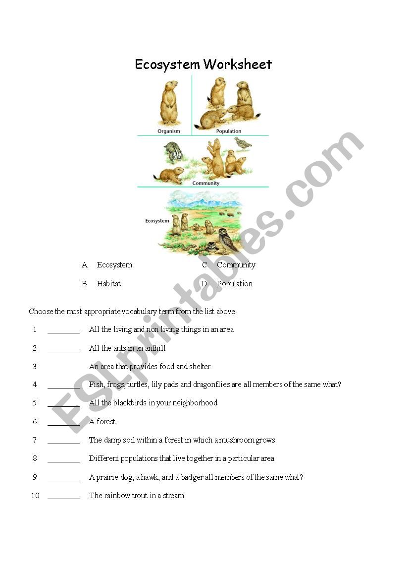 Levels of Orginization worksheet