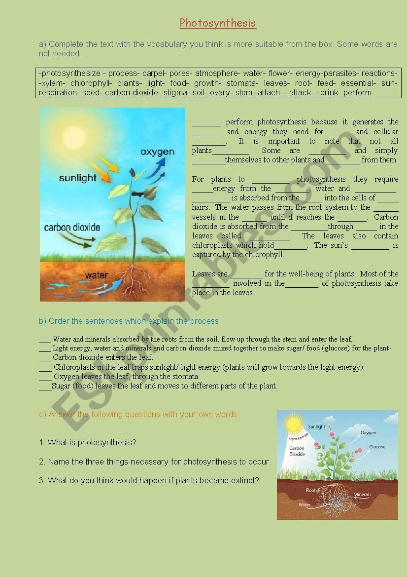 Photosynthesis worksheet