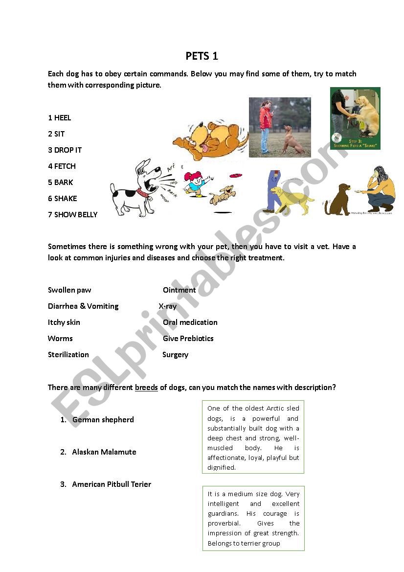 pets for intermediate students dogs commands, at the vet, breed description and listening