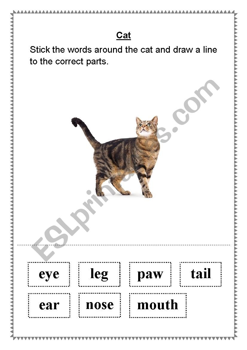 Labelling a cat worksheet