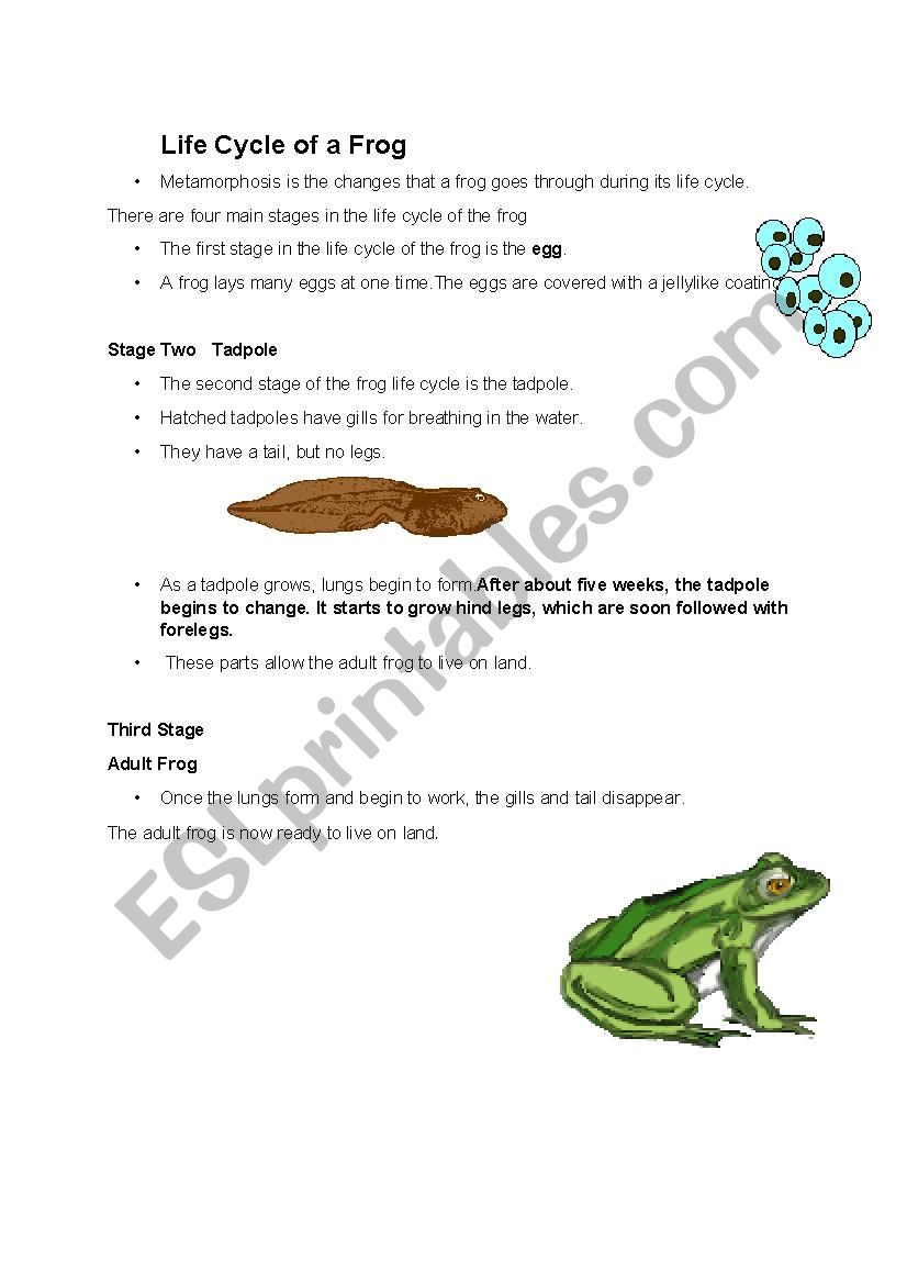 Life cycle of a frog worksheet