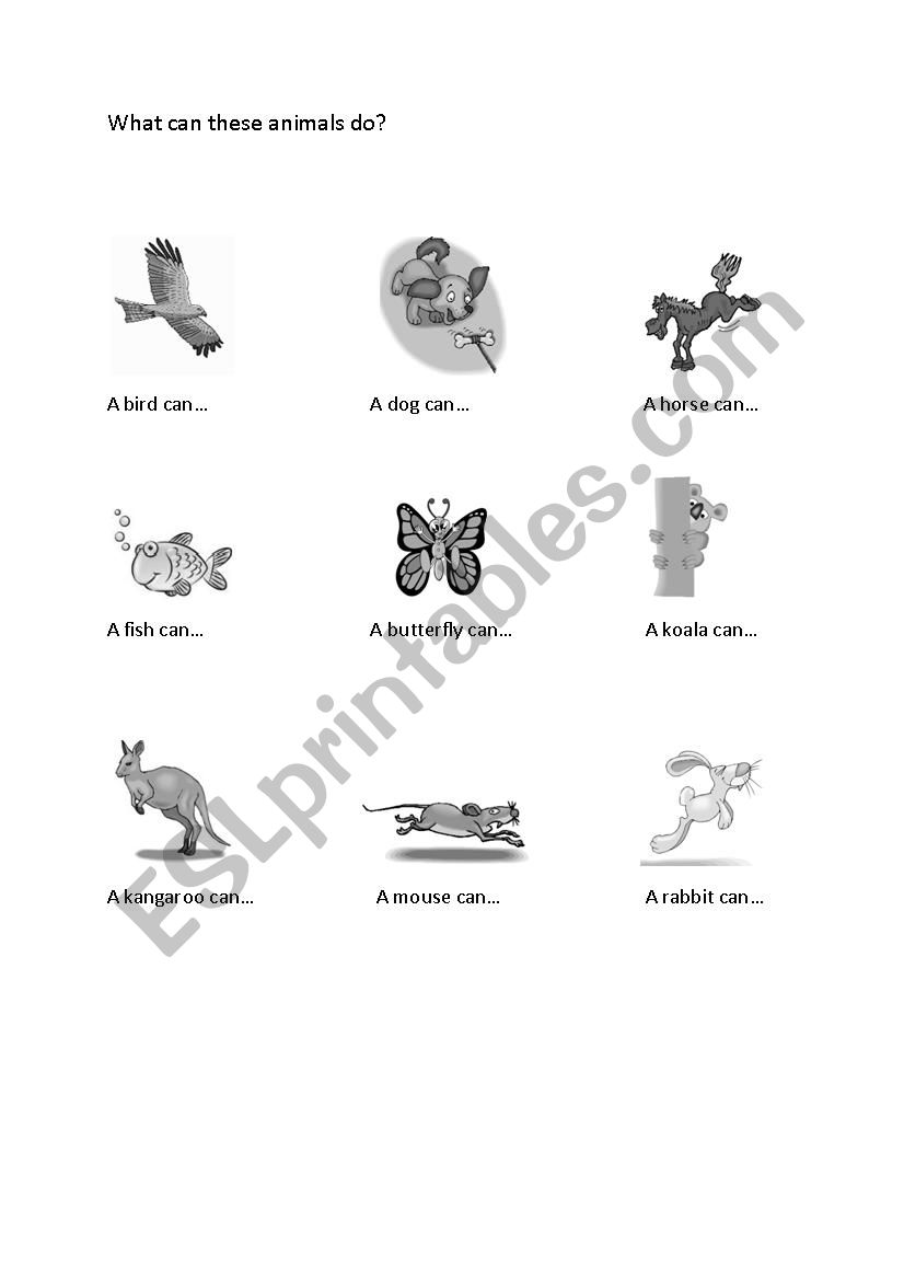 Animals worksheet