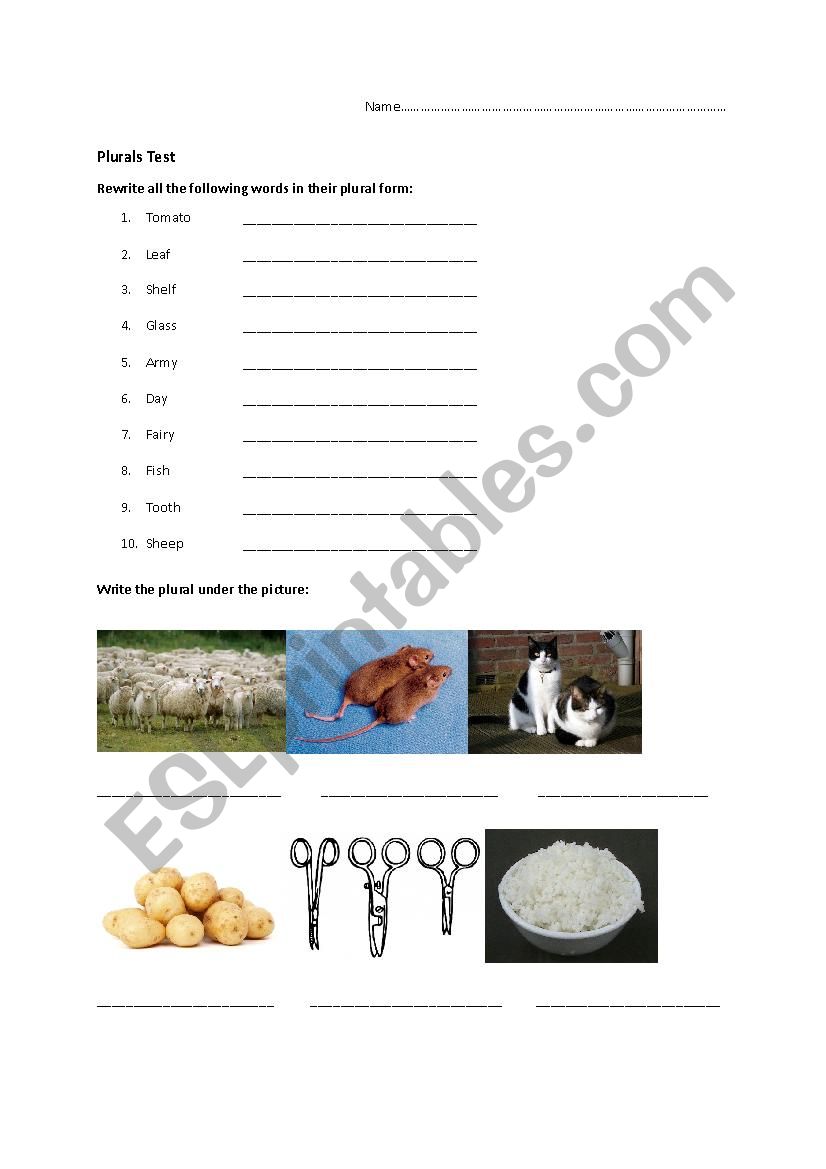 Plurals worksheet worksheet