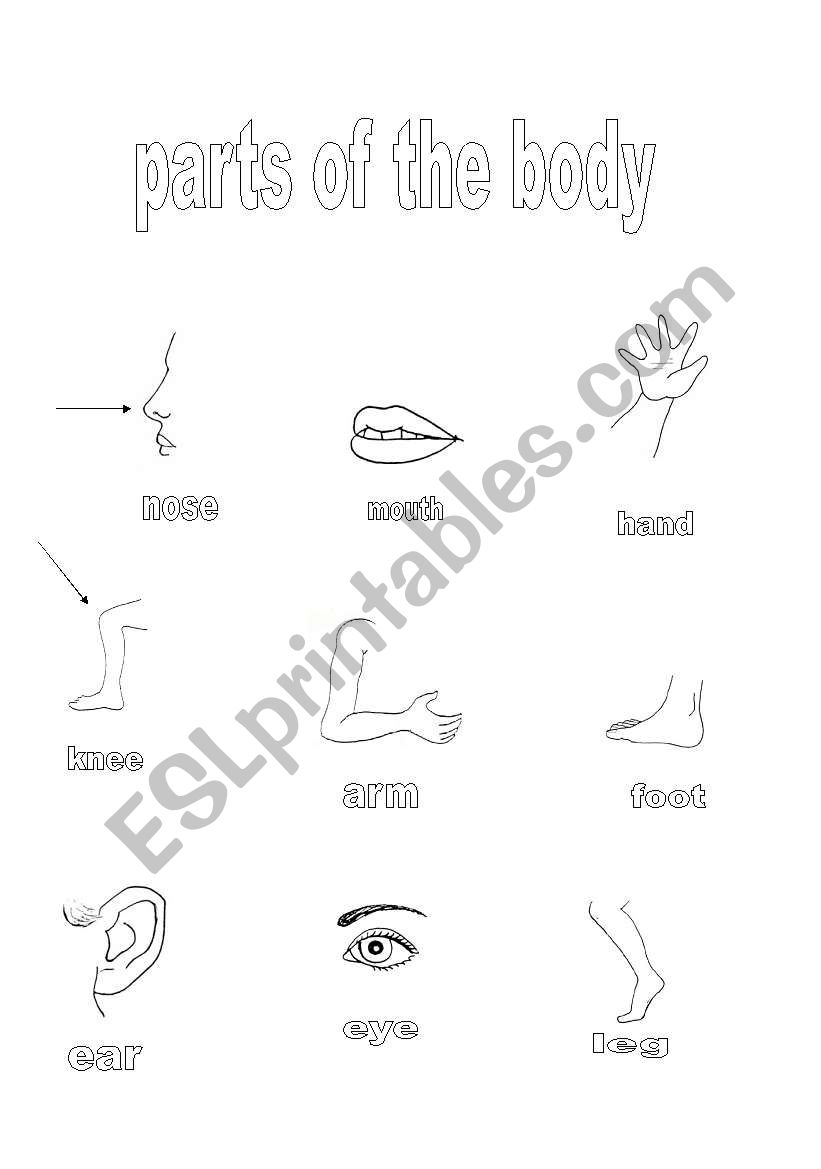 parts of the body II worksheet