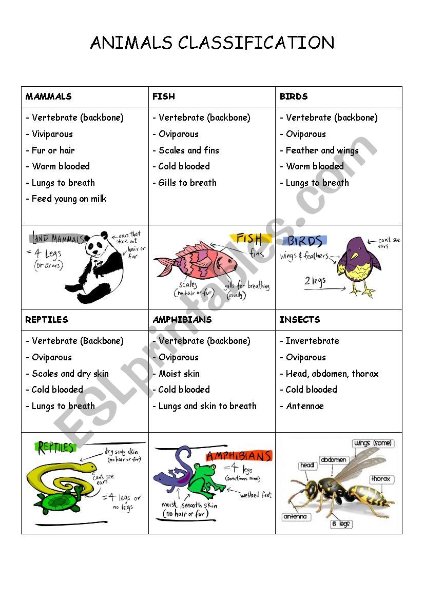 Classification Of Animals Worksheet