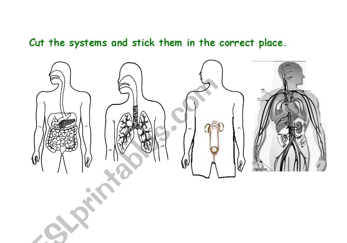 body system activities worksheet
