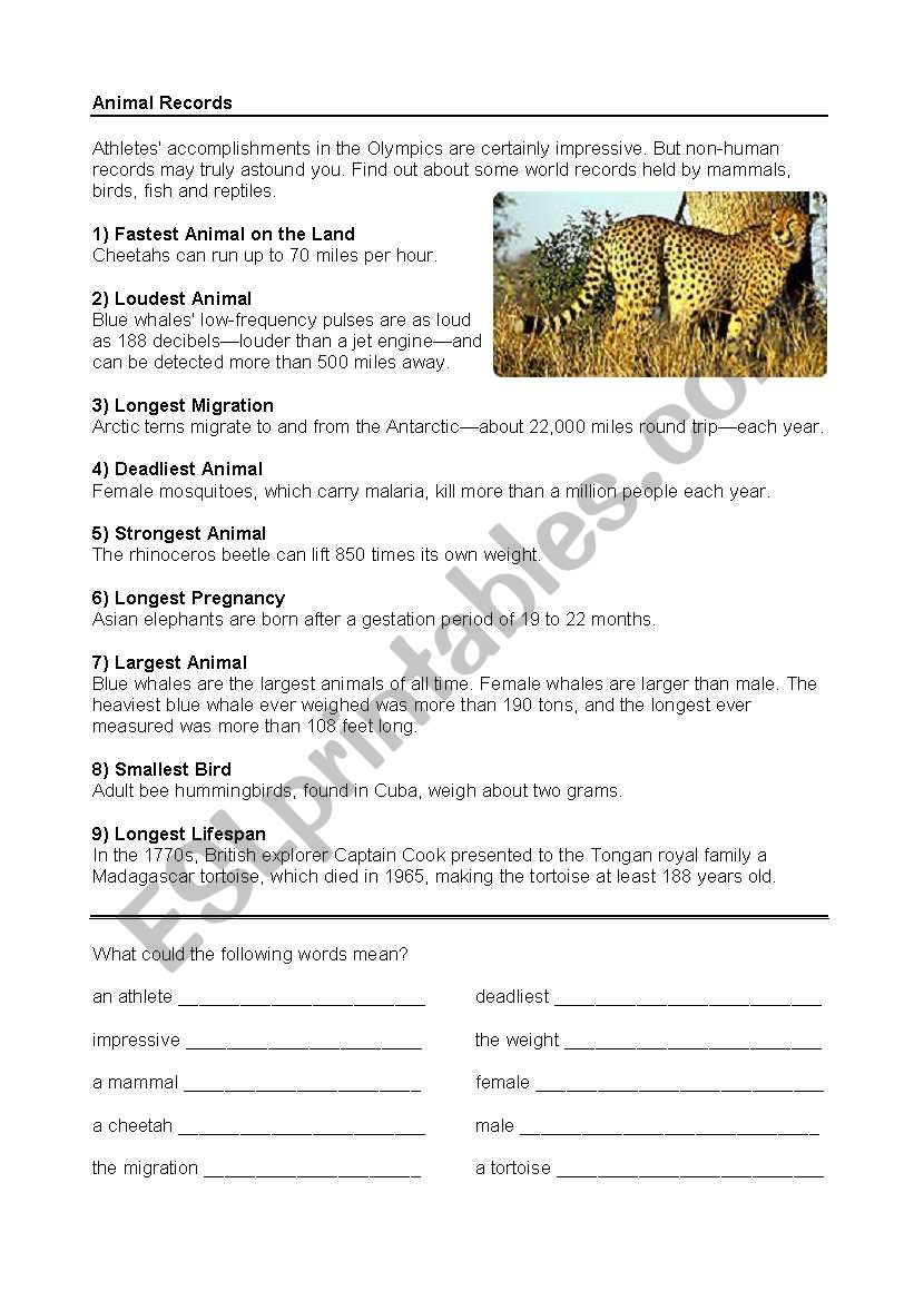 Animal Records worksheet