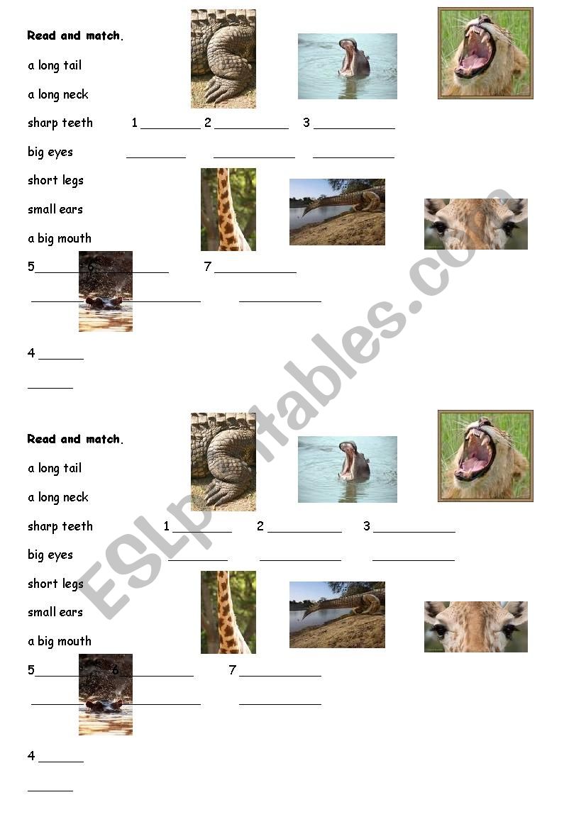 parts of animal body worksheet