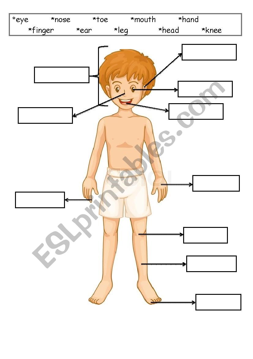 body parts worksheet