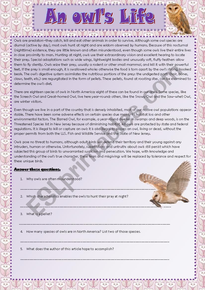 Owl life worksheet