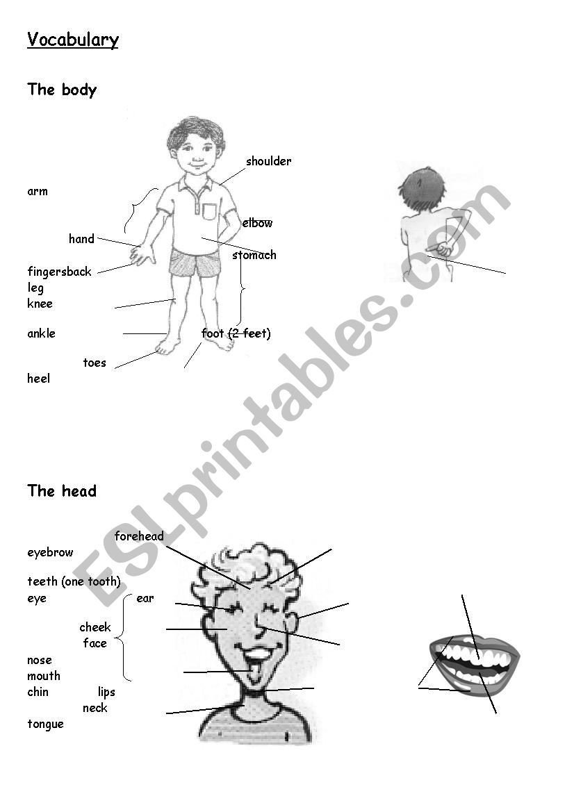 The body parts worksheet