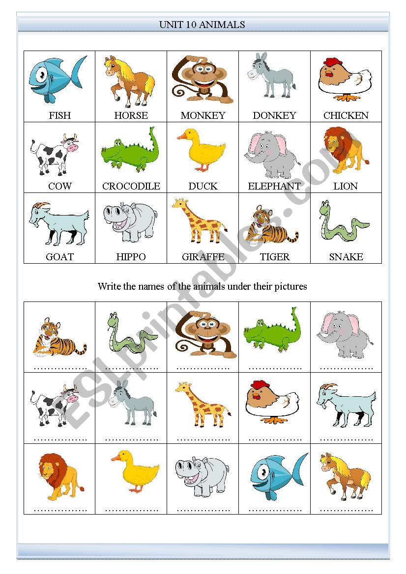 Animals worksheet worksheet