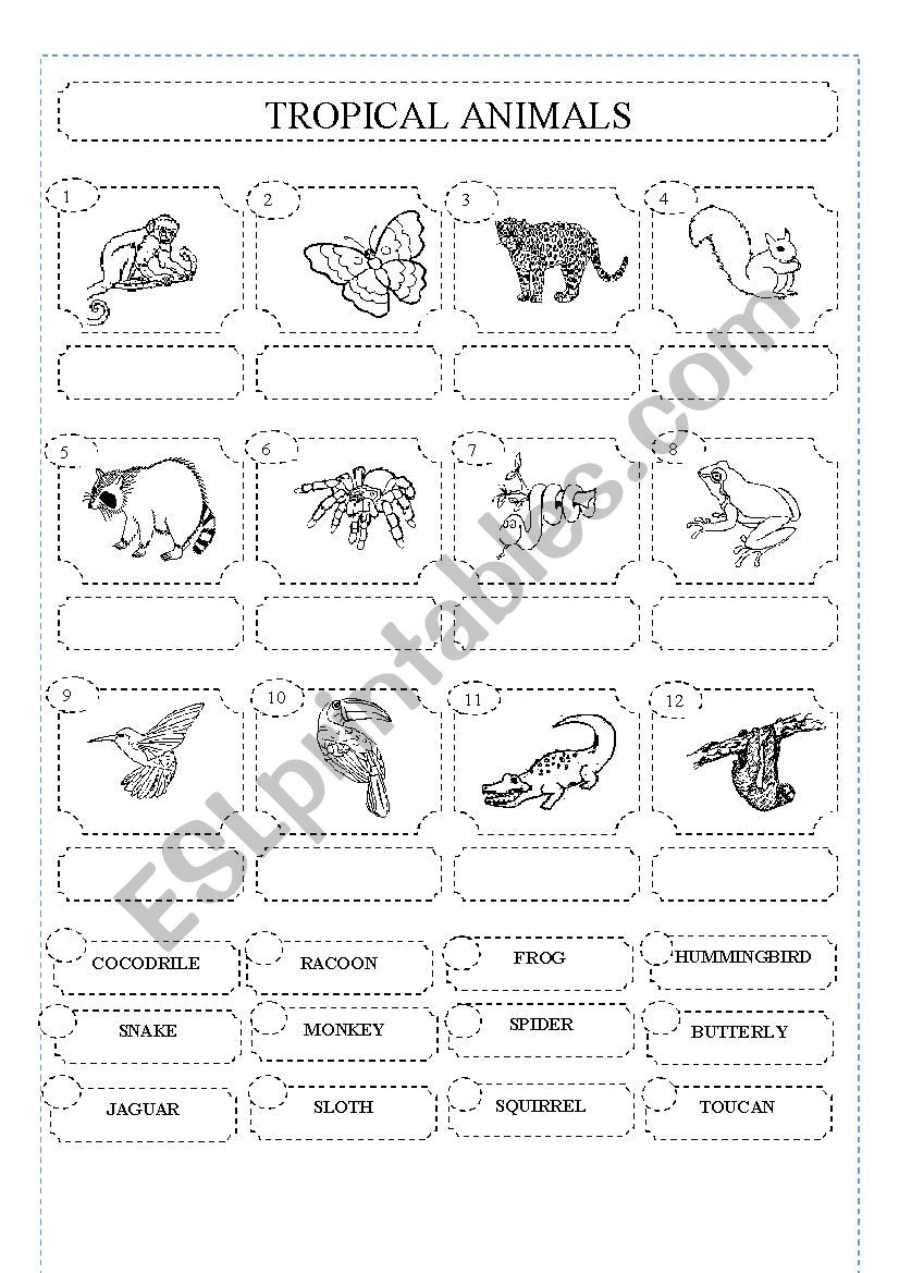 Tropical animals worksheet