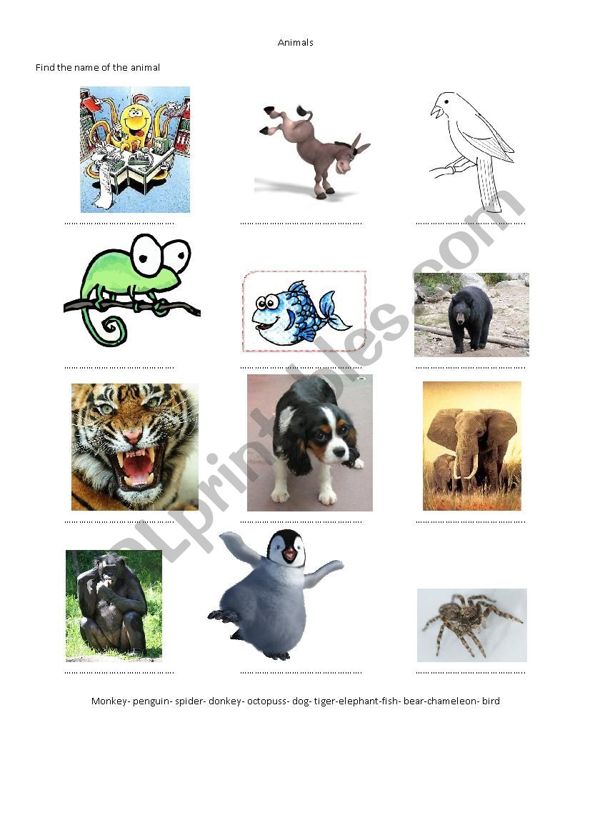 animals worksheet