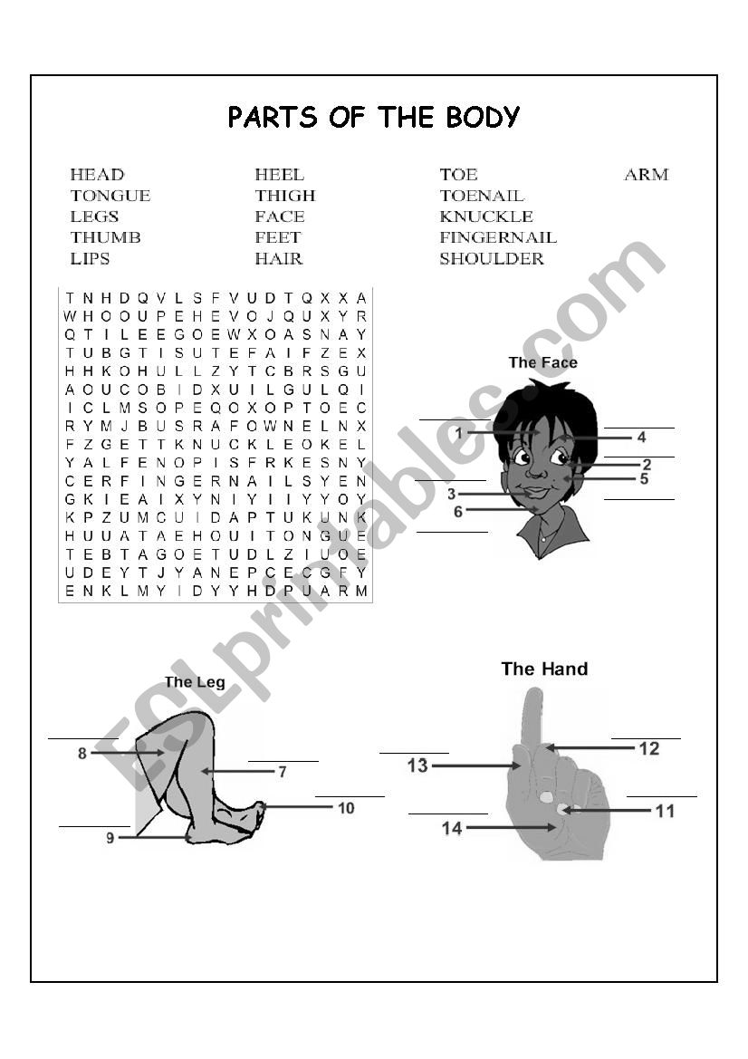 HUMAN BODY worksheet