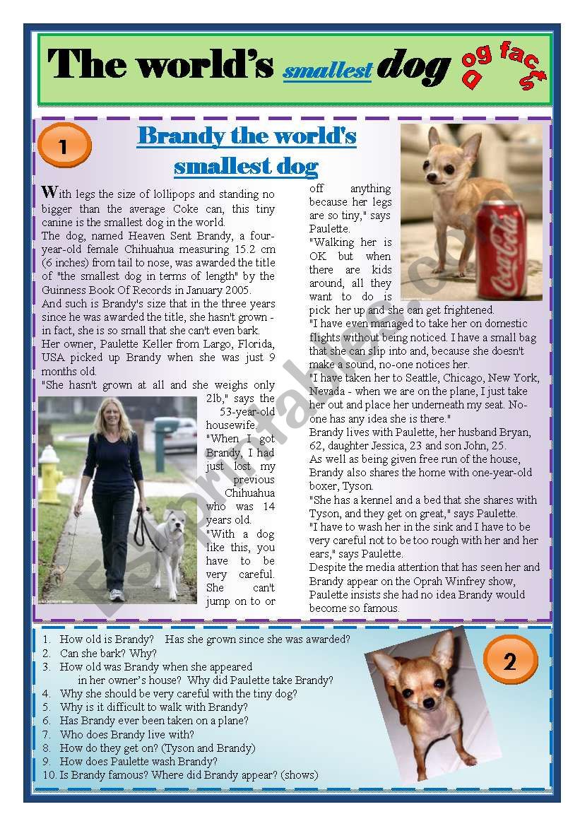 THE WORLDÂ´S SMALLEST DOG worksheet