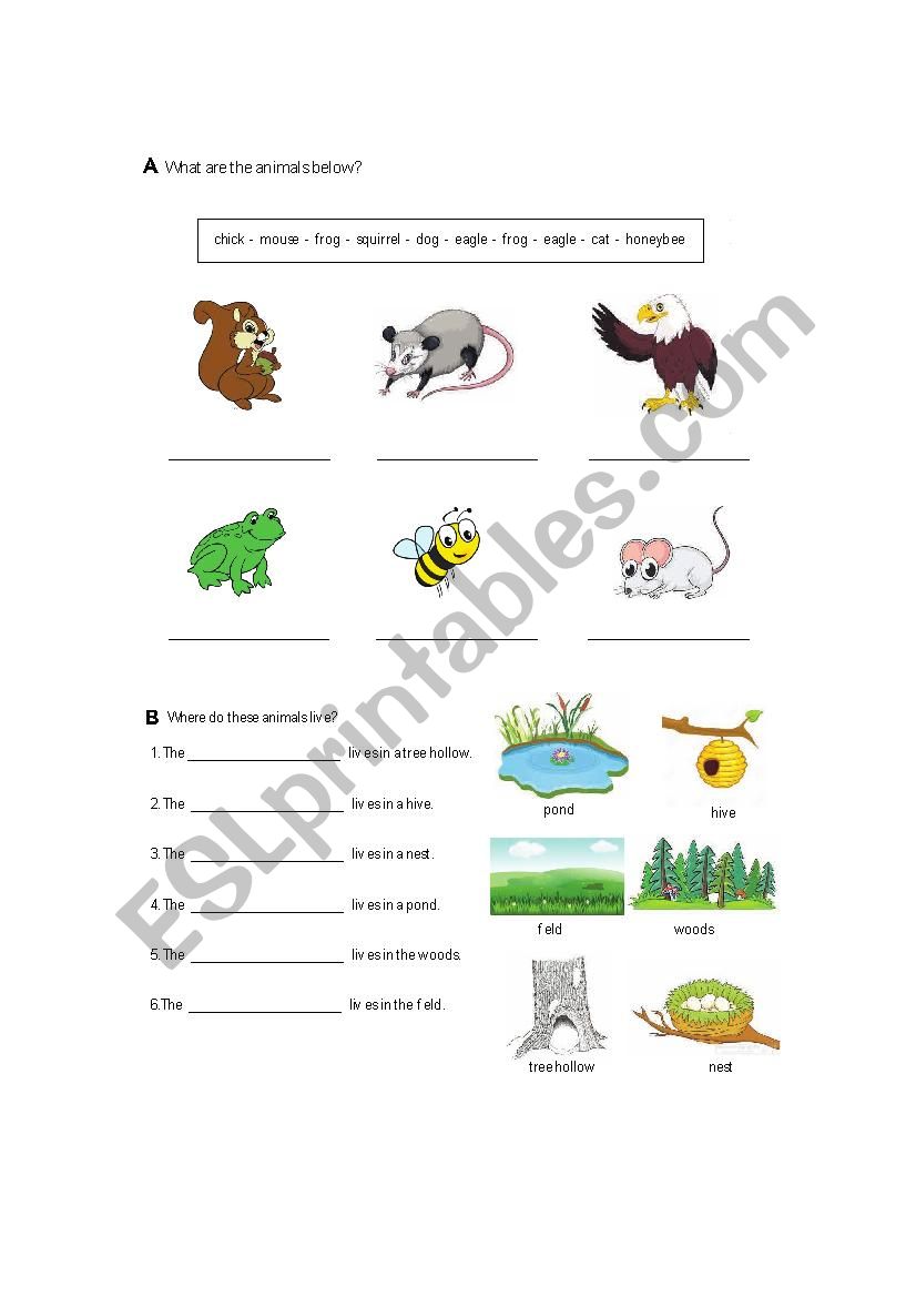 Animal Homes worksheet
