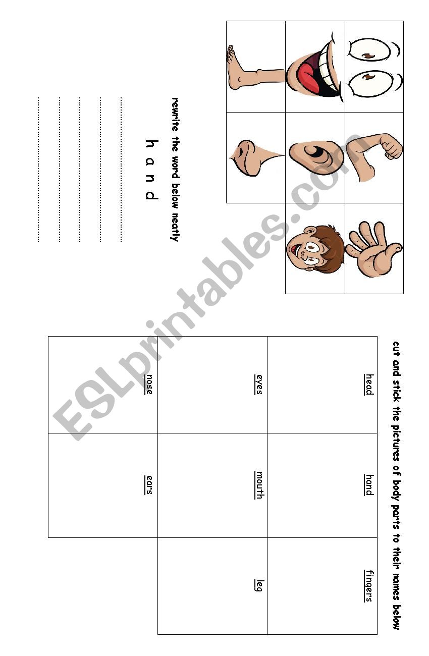 body parts worksheet