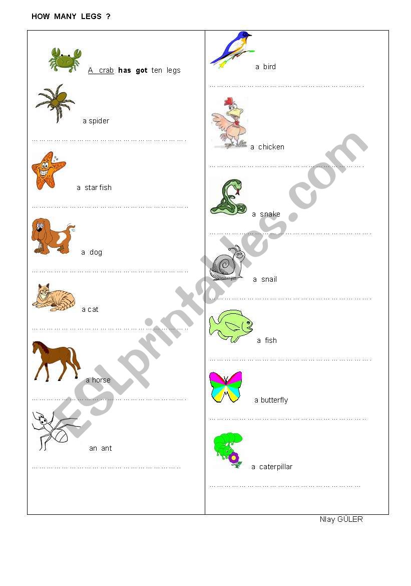 how many legs ? worksheet