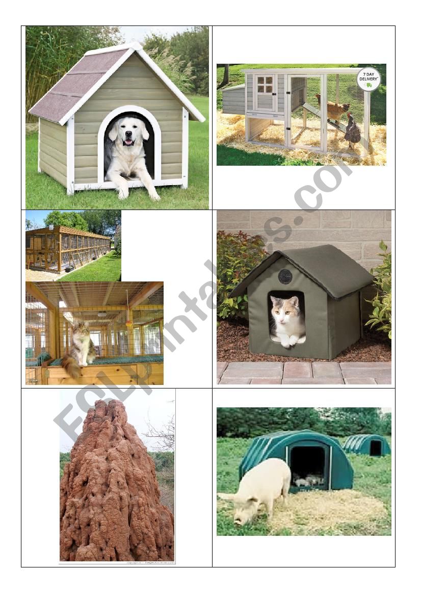 Animal House Flash Cards 1 worksheet