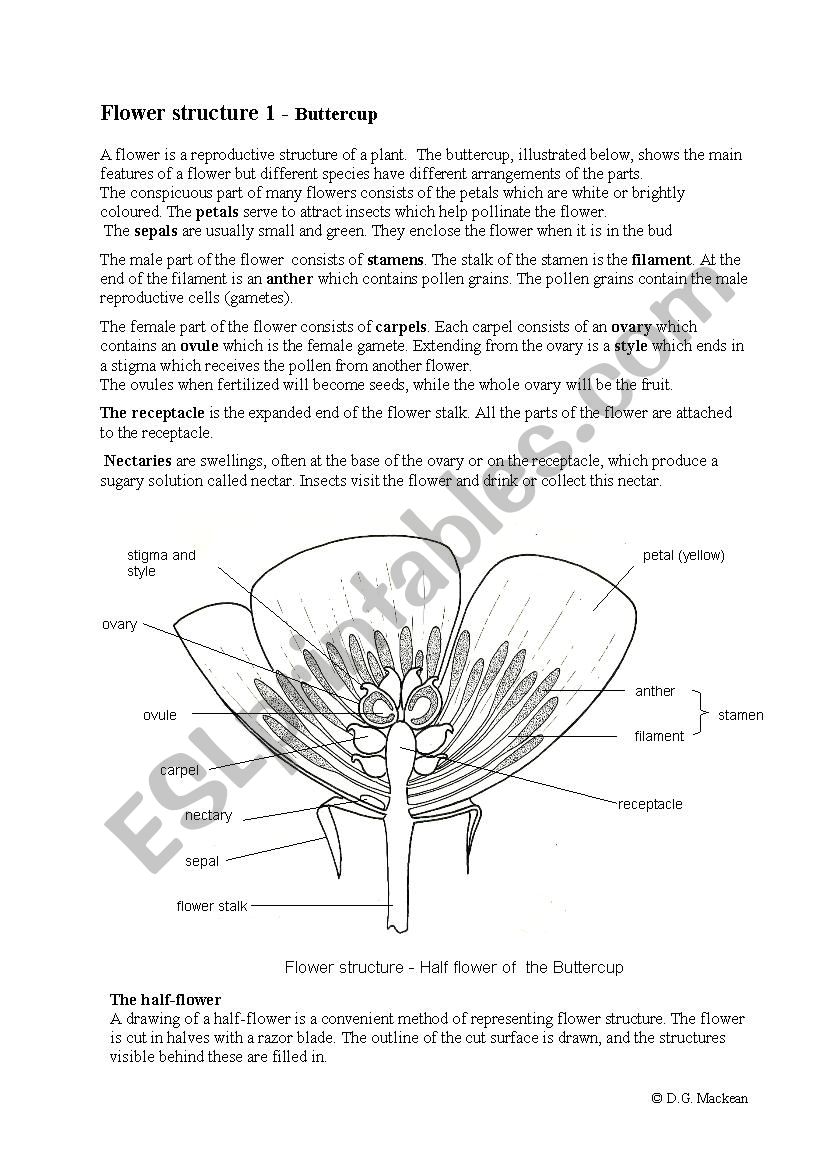 plant-flower-01-buttercup worksheet