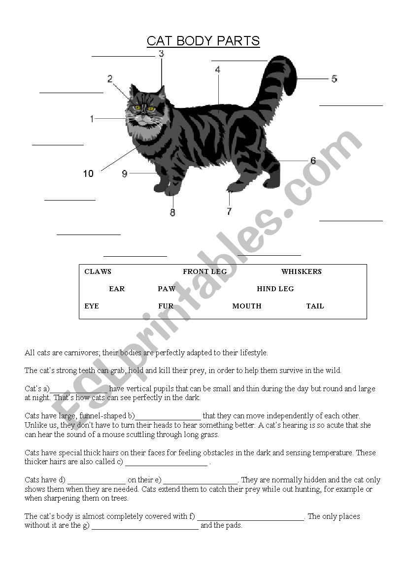 Cats Body Parts worksheet