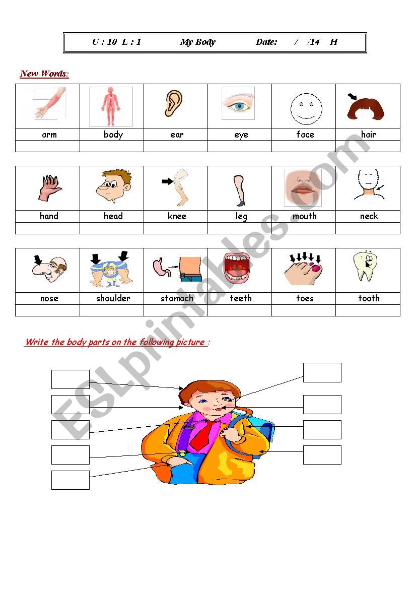 My body - ESL worksheet by Nona1399