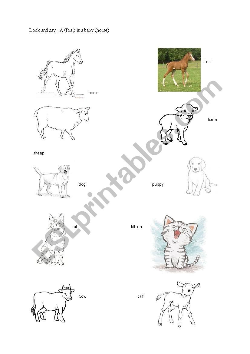 Animals and their babies worksheet