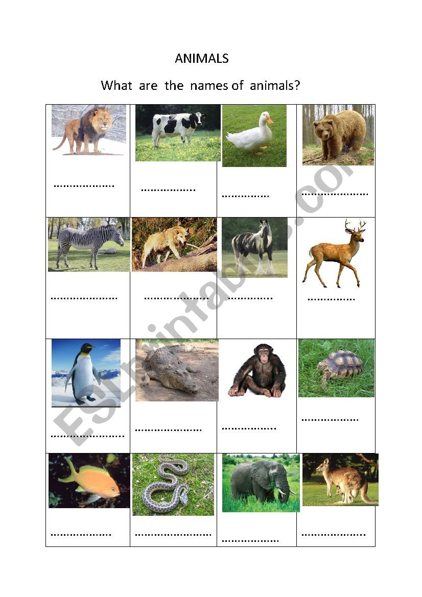  animals worksheet