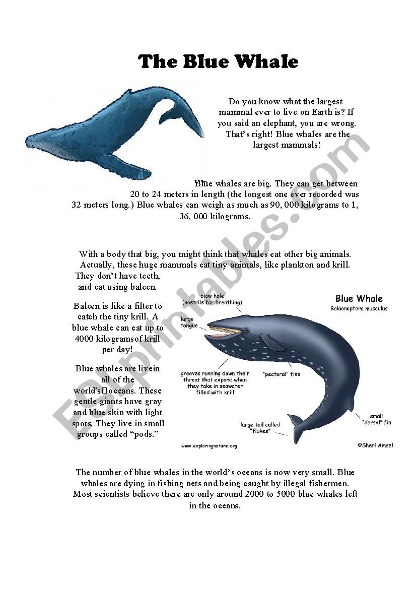 The Blue Whale worksheet