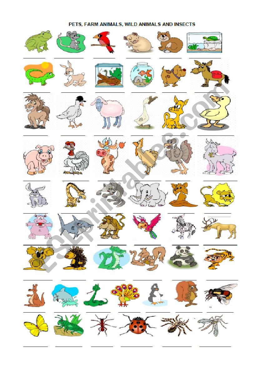 animals worksheet