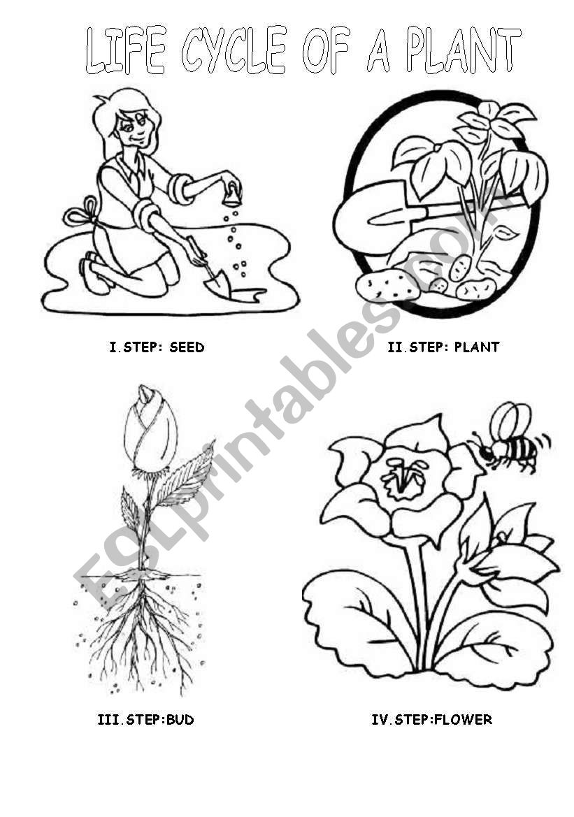 LIFE CYCLE OF A PLANT worksheet