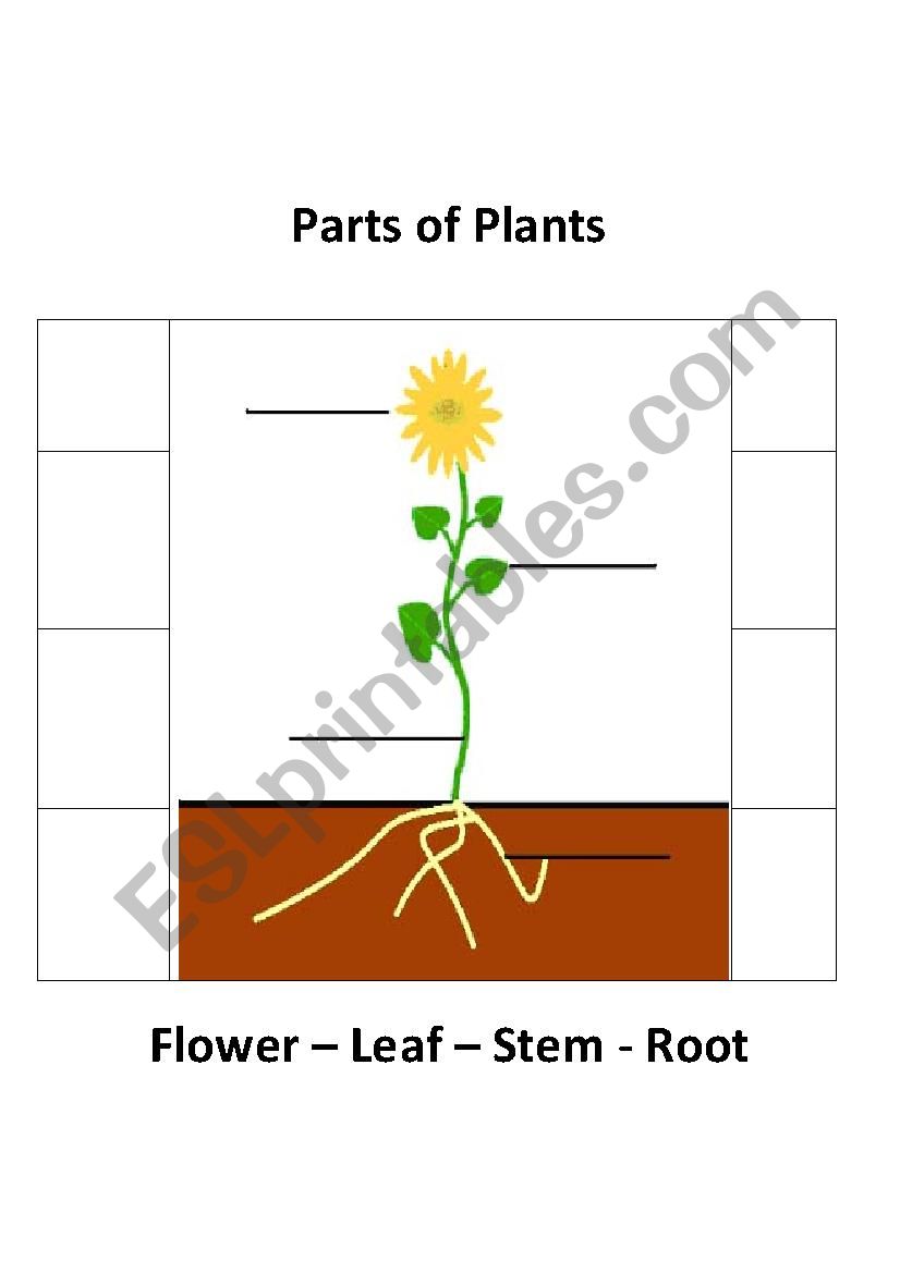 Parts of Plant worksheet