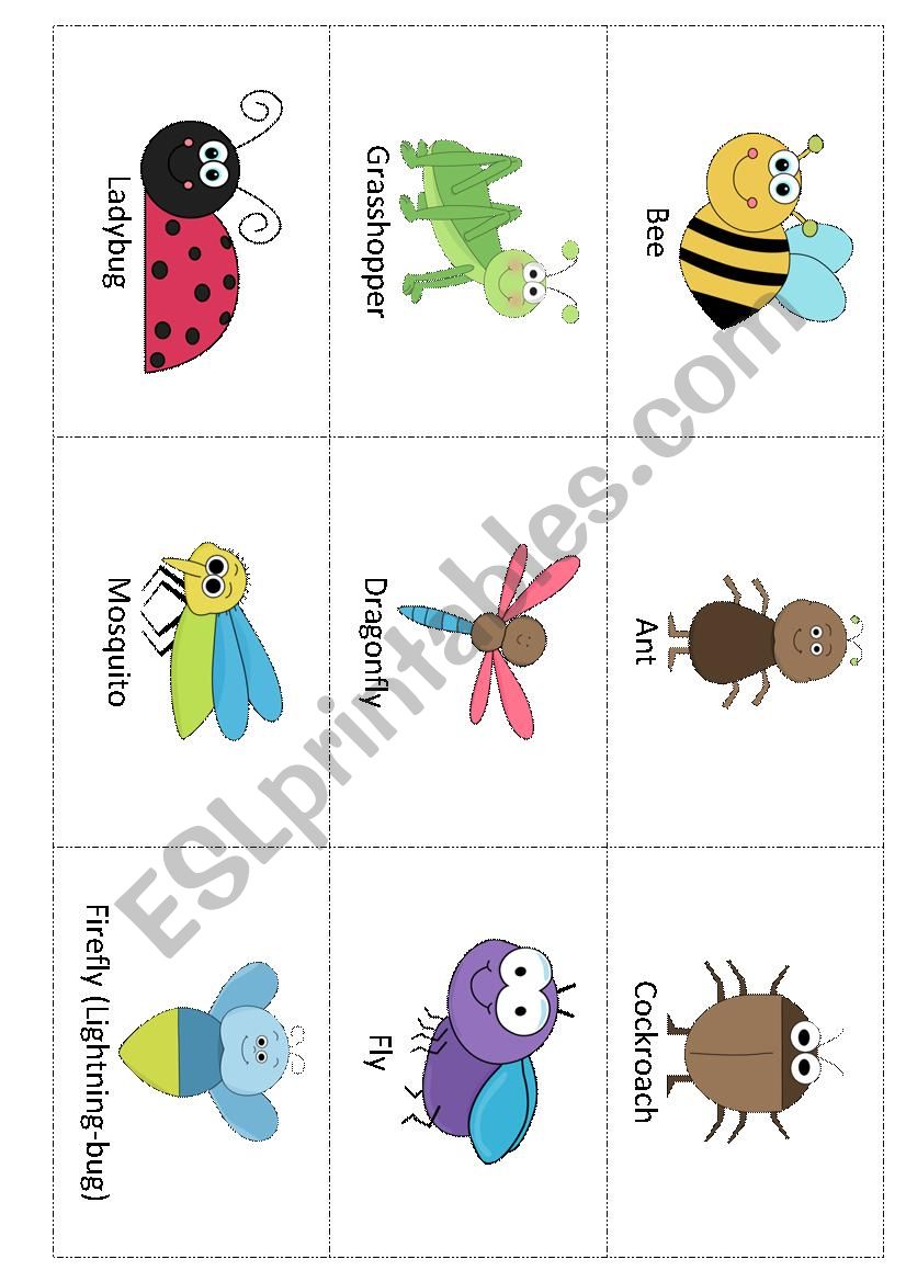 Insects worksheet