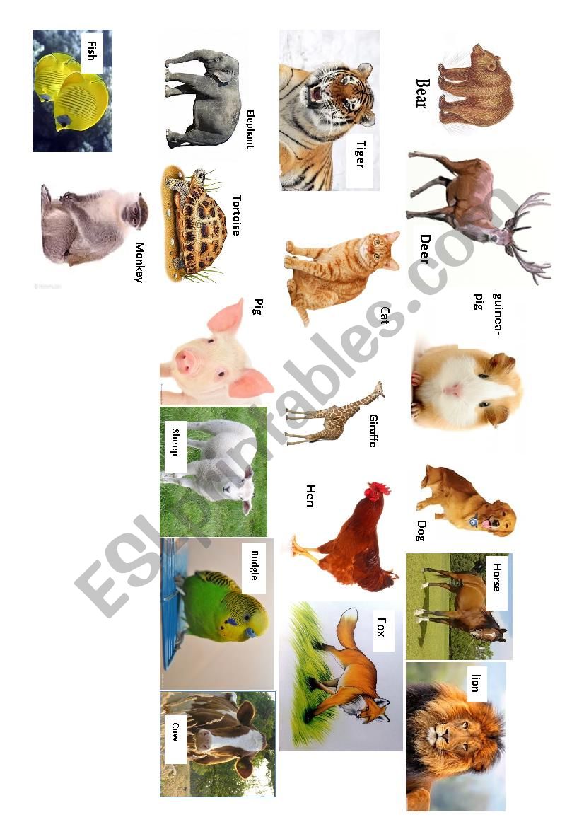 Describing animals worksheet