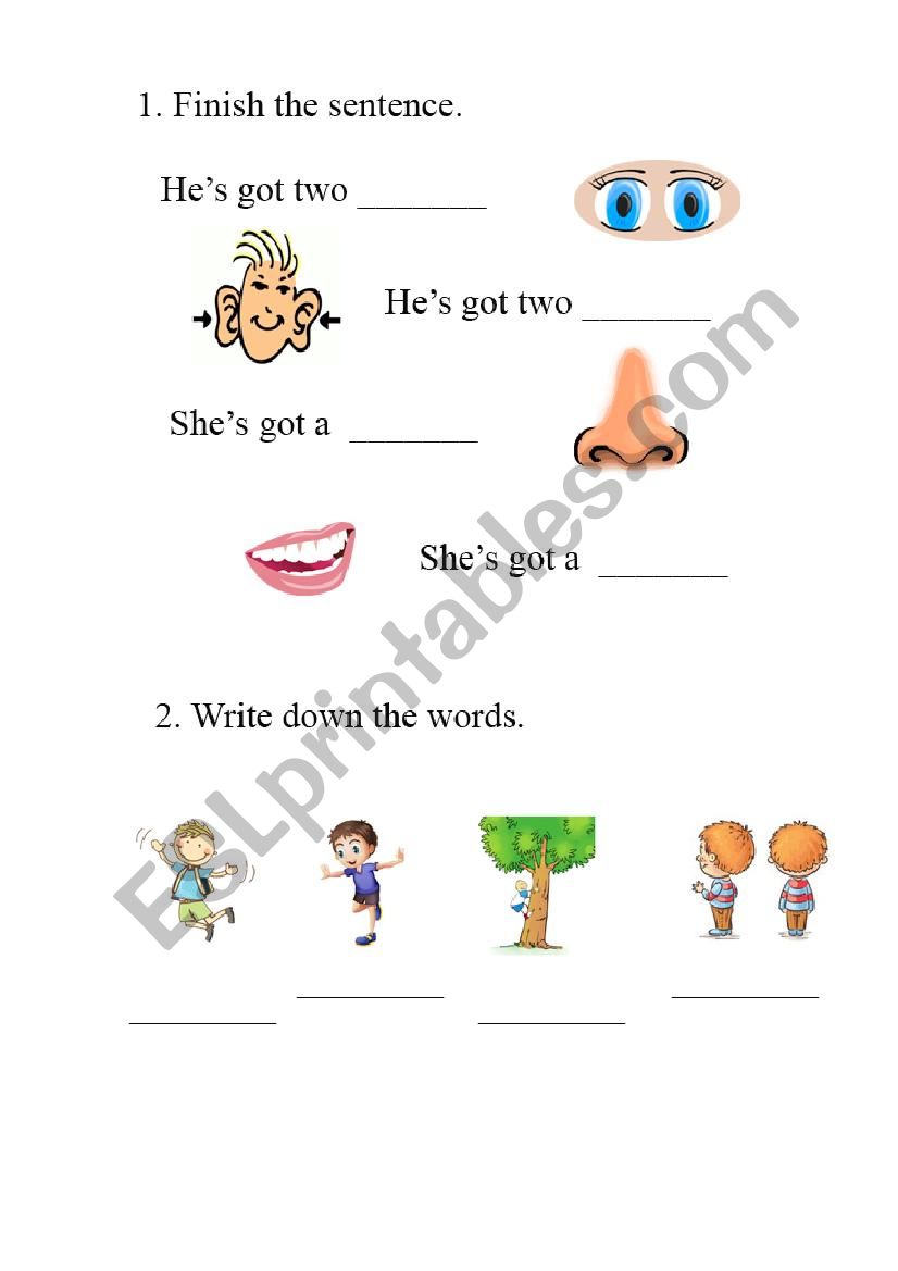 parts of the face worksheet