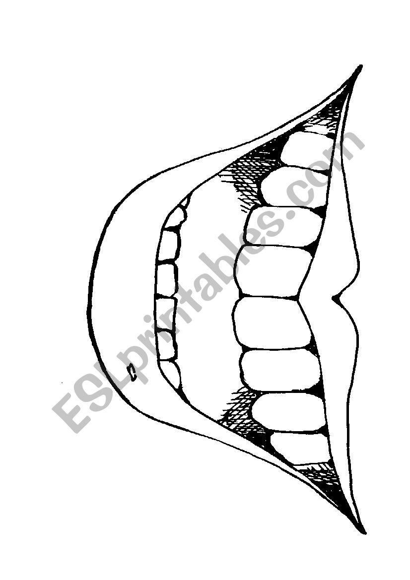 types of teeth worksheet