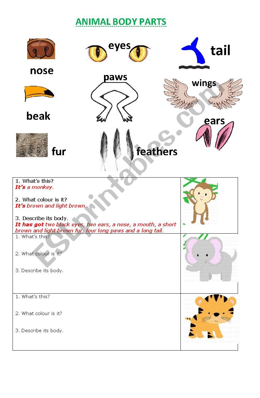 animal body description worksheet