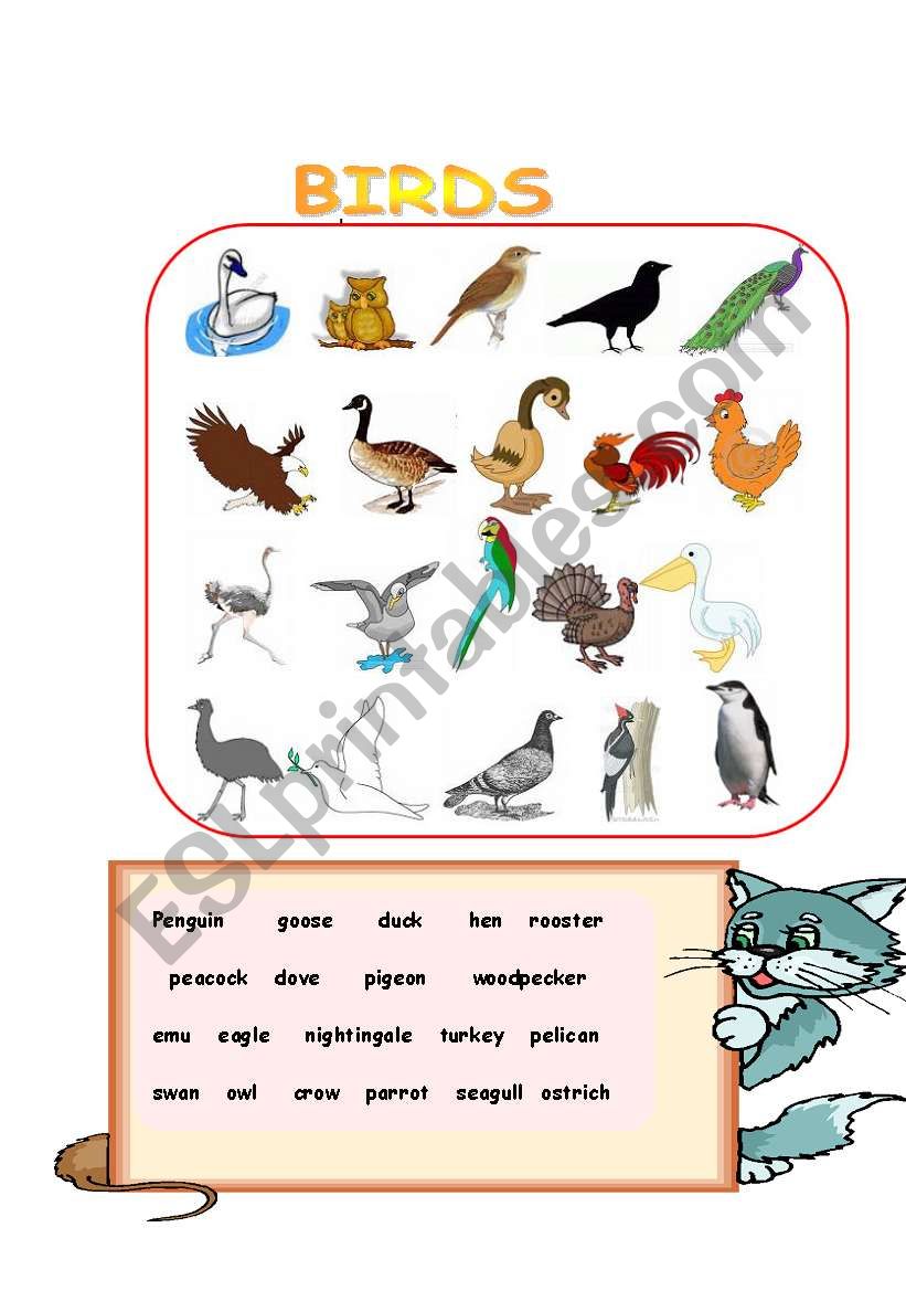 BIRDS worksheet