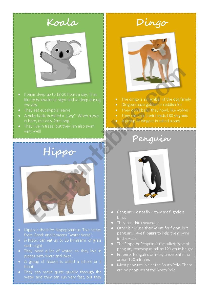Animal facts - Koala, Dingo, Hippo, Penguin (1/2)