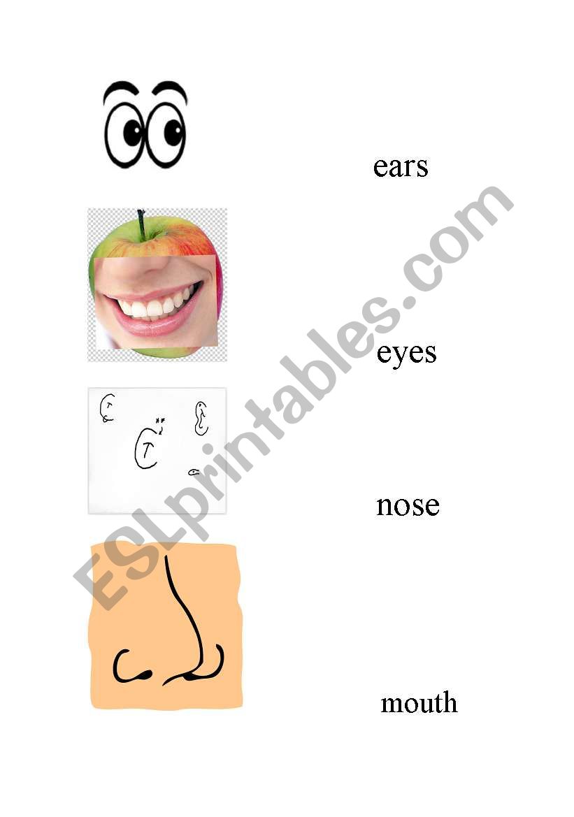 face part worksheet