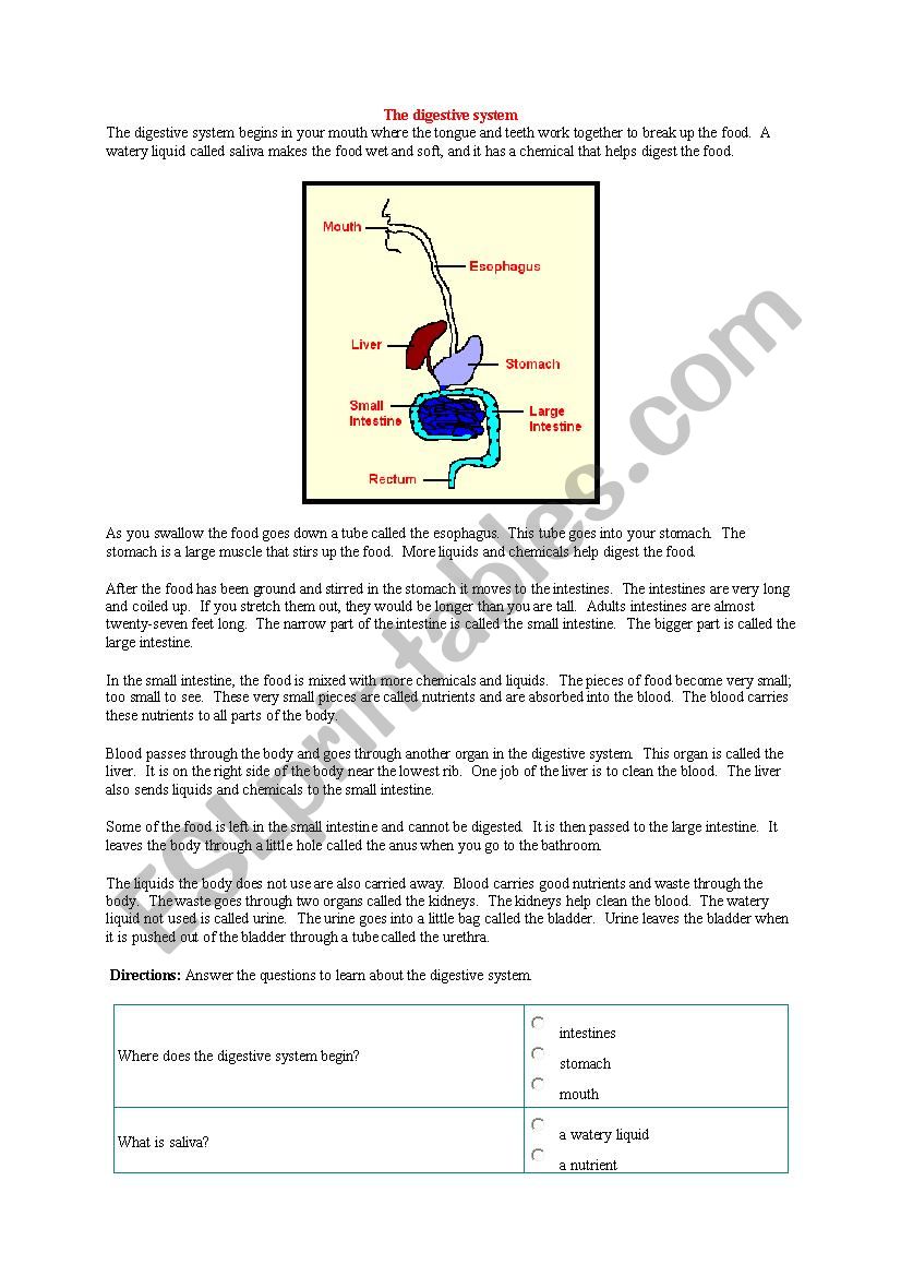 CLIL the digestive system worksheet