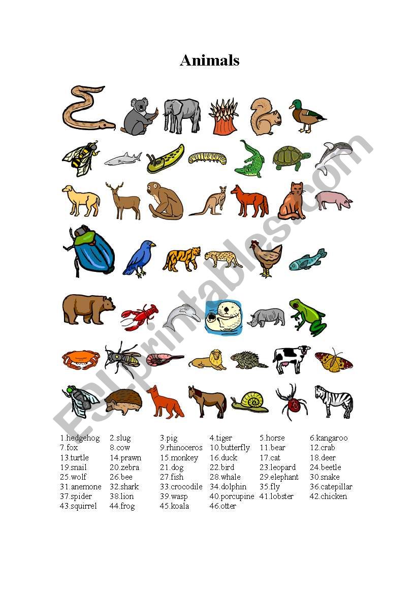 Animals worksheet