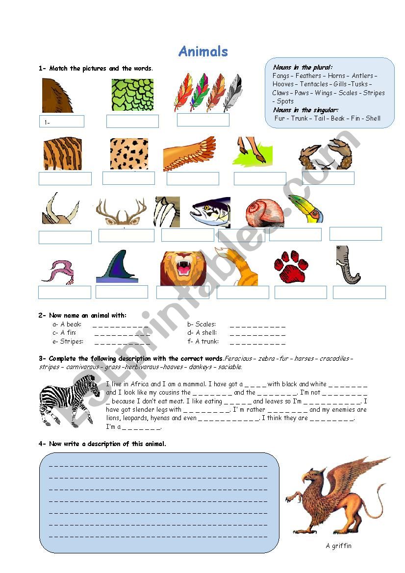 Animals worksheet