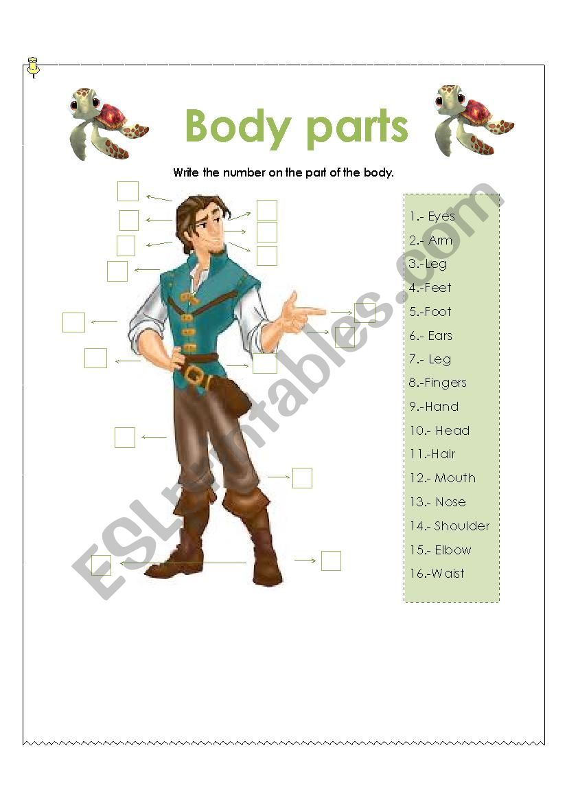 Body parts worksheet