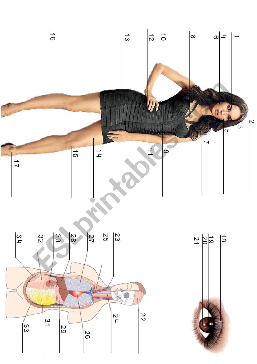 Body parts worksheet