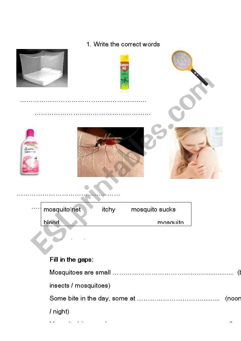 Mosquito worksheet worksheet