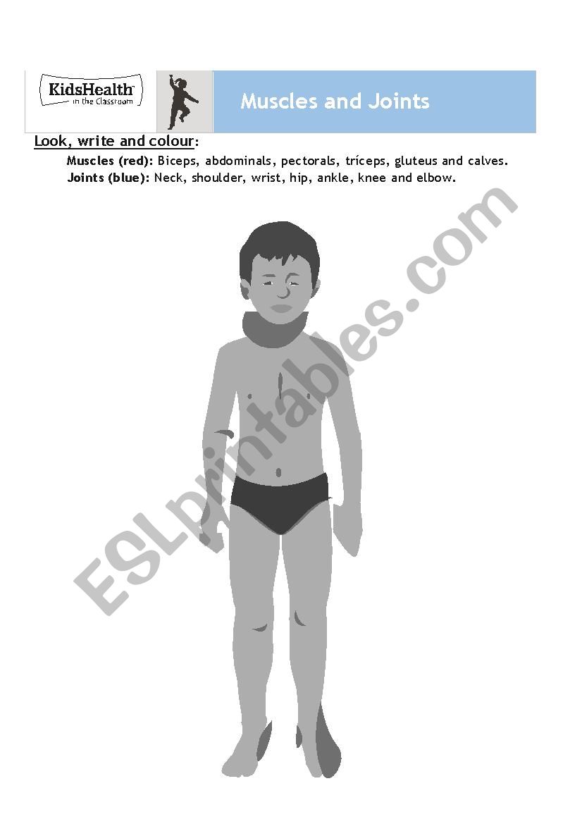 MUSCLES AND JOINTS worksheet